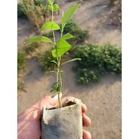 40 Adet Ligustrum japonicum (Japon Kurtbar), Kk Tp Torbalarda, Yaprak Dkmez