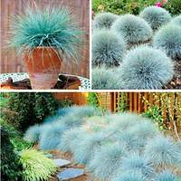 15 Adet Festuca Glauca (Mavi im) Yumak Otu, Mavi Koyun Yuma Saksda