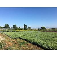 10 Adet Sabin Ardc, Juniperus sabina Saksda, 40-50 Cm. Boyunda