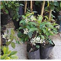 2 Adet Tüplü, Mis Kokulu Arap Yasemini Rhyncospermum jasminoides Türü, 40-50 Cm. Boyunda