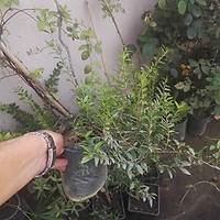 4 Adet Yaban Mersini Fidan-Siyah Murt Hambeles Fidan Tpl 30-40 Cm. , Her Mevsim Dikime Hazr