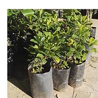 Gardenya Çiçeði, 20-30 Cm. gardenia jasminoides