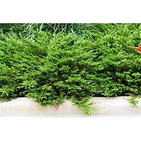 10 Adet Sabin Ardc, Juniperus sabina Saksda, 40-50 Cm. Boyunda