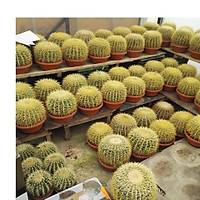 Altntop Kakts (25-30 CM. apnda) Echnocactus (Bektai Kavuu)