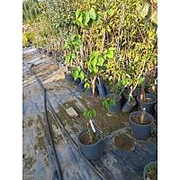 Kays Fidan Perfect Red Erkenci, Al, Sertifikal,