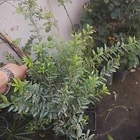 4 Adet Yaban Mersini Fidan-Siyah Murt Hambeles Fidan Tpl 30-40 Cm. , Her Mevsim Dikime Hazr