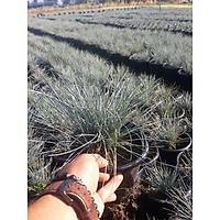 15 Adet Festuca Glauca (Mavi im) Yumak Otu, Mavi Koyun Yuma Saksda