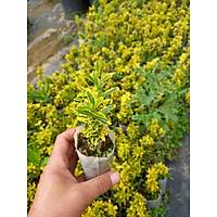 40 Adet Sar tr Taflan, (Altuni) Kk Tp Torbalarda, Ortalama 10 Cm.