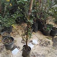 2 Adet Krmz-Sar-Beyaz iekli Kokulu Hanmeli, Tpl Dikime Hazr