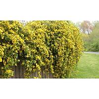 10 Adet Sarı Çiçekli Yasemin Fidanı 40-60 Cm. Boyunda,