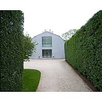10 ADET LGUSTRUM FDANI lkstrm(kurtbar) ligustrum vulgare