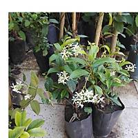 Arap Yasemini Rhyncospermum jasminoides
