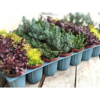 50 Adet Hediyelik, Kraft Kat Sslemeli, Sukulent Sedum