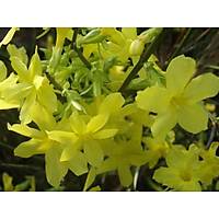 10 Adet Sarı Çiçekli Yasemin Fidanı 40-60 Cm. Boyunda,