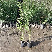 20 Adet Tpl Kurtbar(Ligustrum) Fidan 40-60 Cm.