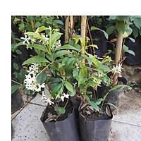 Arap Yasemini Rhyncospermum jasminoides Kargo Dahil