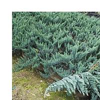 Mavi Yayýlýcý Ardýç, Juniperus Squamata Blue Carpet, Saksýlý