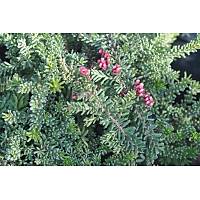 grevillea rosmarinifolia GRAVİLLA YAYILICI FİDANI