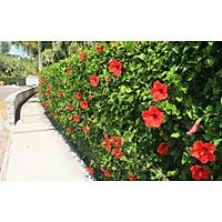 4 Adet (Chinese Rose) Japon Gl , Tpl, 30-40 Cm. Boyunda