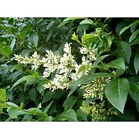 10 ADET LGUSTRUM FDANI lkstrm(kurtbar) ligustrum vulgare