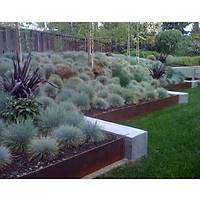 15 Adet Festuca Glauca (Mavi im) Yumak Otu, Mavi Koyun Yuma Saksda