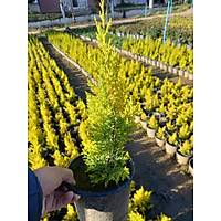 (8 Adet) reticiden  Limon am, Limon Servi, +40 Cm. zerinde, 16 lk Saksda