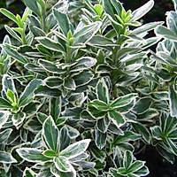 10 Adet Gm Taflan, saksda, Euonymus japonicus Silver King