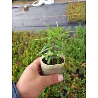 40 Adet Bodur Ate Dikeni Kk Tp Torbalarda 10 cm.