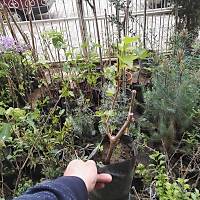 KZ GZ ZM FDANI Vitis vinifera KARGO DAHL, TPL