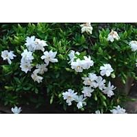 2 Adet Gardenya iei, 20-30 Cm. gardenia jasminoides