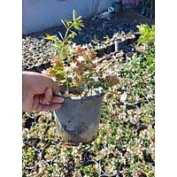 10 Adet Abelya iei (Gzellik als) 30-50 cm abelia chinensis