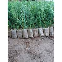 reticiden (40 Adet) Tpl Leylandi Fidan (it am) 15-25 Cm.