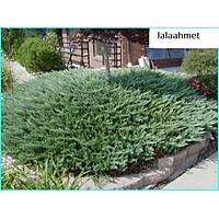 10 Adet Sabin Ardc, Juniperus sabina Saksda, 40-50 Cm. Boyunda