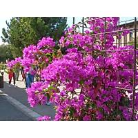 Begonvil Gelin Duva Sarc (gelin duva) bougainvillea