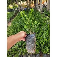 5 Adet imir, Hzl Byyen Tr, Torbada, it Bitkisi 15-30 Cm. Her Mevsim Dikile Bilir