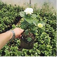 5 Adet Katmerli Full Yasemin iei, Torbada,20-40 Cm