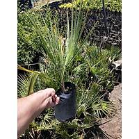 Palmiye Fidan, (Chamaerops Washingtonia Filifera) Naylon Torbada, Her Mevsim Dikile Bilir