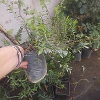 5 Adet, Yaban Mersini Fidan, Siyah Murt Hambelesi Tpl 30-40 Cm