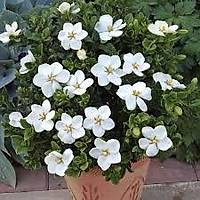 2 Adet Gardenya Çiçeüði, 20-30 Cm. gardenia jasminoides