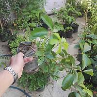Amerikan Sarma Fidan (Parthenocissus quinquefolia) Tpl, 40-60 Cm.