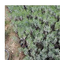 LAVANTA FDANI lavandula officinalis