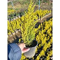 (8 Adet) reticiden  Limon am, Limon Servi, +40 Cm. zerinde, 16 lk Saksda