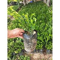 5 Adet imir, Hzl Byyen Tr, Torbada, it Bitkisi 15-30 Cm. Her Mevsim Dikile Bilir