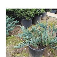 Mavi Yaylc Ard, Juniperus Squamata Blue Carpet, Saksl