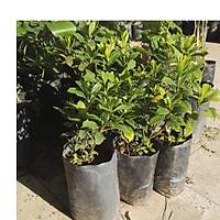 4 Adet Gardenya iei, 20-30 Cm. gardenia jasminoides