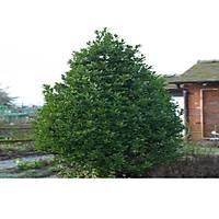 Tpl Defne Aac Fidan 50-60 Cm. laurus nobilis