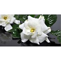 10 Adet Gardenya iei, 20-30 Cm. gardenia jasminoides