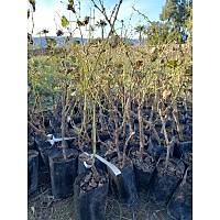 Antep Karas (Horoz Karas) zm Fidan, Tpl,