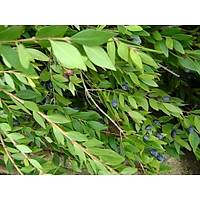 4 Adet Yaban Mersini Fidan-Siyah Murt Hambeles Fidan Tpl 30-40 Cm. , Her Mevsim Dikime Hazr