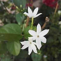 BEYAZ YASEMN E jasminum officinale